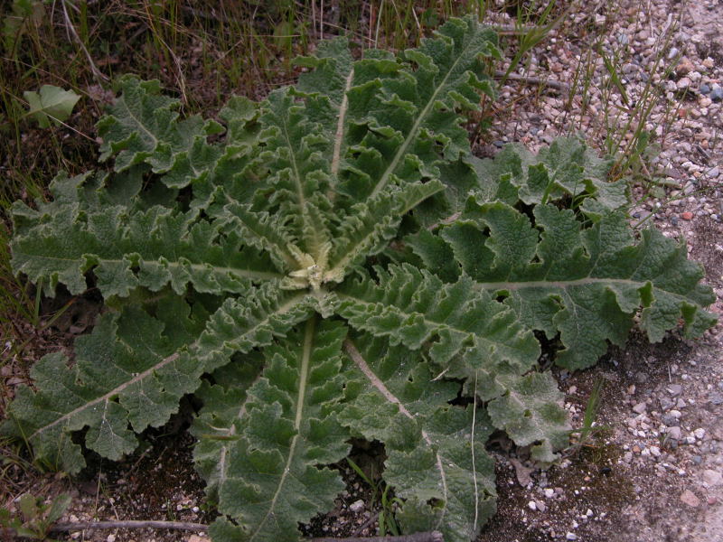 Verbascum sinuatum